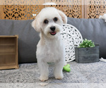 Small Photo #4 Havanese Puppy For Sale in SYRACUSE, IN, USA
