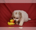 Pickles - Male Bichpoo Puppy for Sale - Photo #3