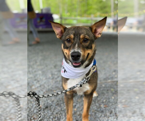 Medium Photo #8 Mutt Puppy For Sale in Oak Bluffs, MA, USA