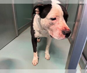 Mutt Dogs for adoption in Moreno Valley, CA, USA