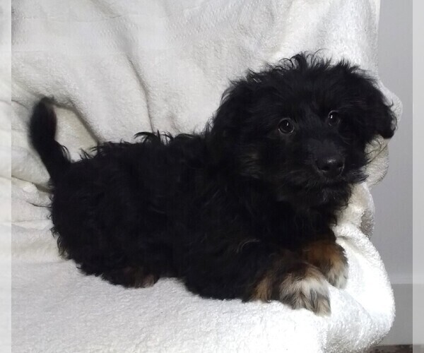 Medium Photo #3 Aussiedoodle Miniature  Puppy For Sale in FREDERICKSBURG, OH, USA