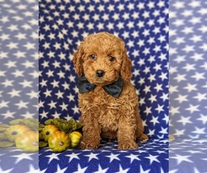 Goldendoodle (Miniature) Puppy for sale in KIRKWOOD, PA, USA