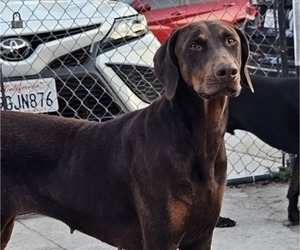 Mother of the Doberman Pinscher puppies born on 06/11/2025