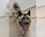 Small #1 Akita