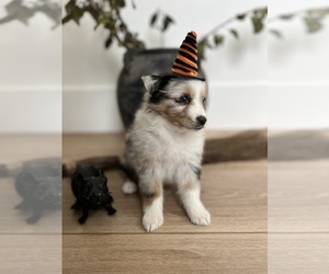 Shel-Aussie Puppy for sale in ALPINE, UT, USA