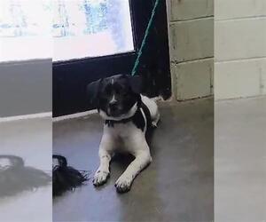 Dachshund-Unknown Mix Dogs for adoption in Tulsa, OK, USA