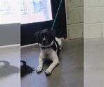 Small Dachshund Mix