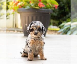 Poodle (Miniature) Puppy for sale in LEOLA, PA, USA