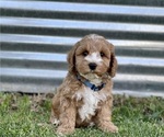 Small Photo #26 Australian Labradoodle Puppy For Sale in RICHLAND, WA, USA