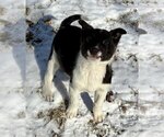 Small #2 Border Collie