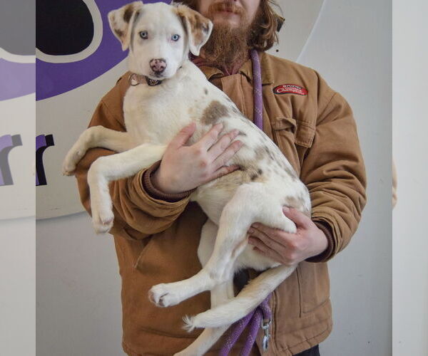 Medium Photo #2 Australian Shepherd-Catahoula Leopard Dog Mix Puppy For Sale in Huntley, IL, USA