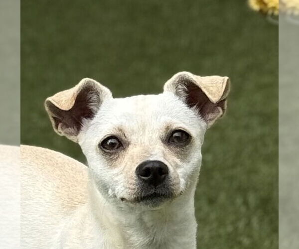 Medium Photo #1 Chihuahua Puppy For Sale in Canton, CT, USA
