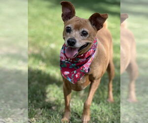 Miniature Pinscher-Unknown Mix Dogs for adoption in Phoenix, AZ, USA