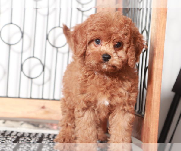 Medium Photo #3 Cavapoo Puppy For Sale in NAPLES, FL, USA