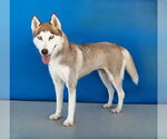 Small #1 Siberian Husky