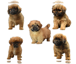 Small Shih Tzu