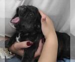 Small Photo #5 French Bulldog Puppy For Sale in KENDALL, FL, USA