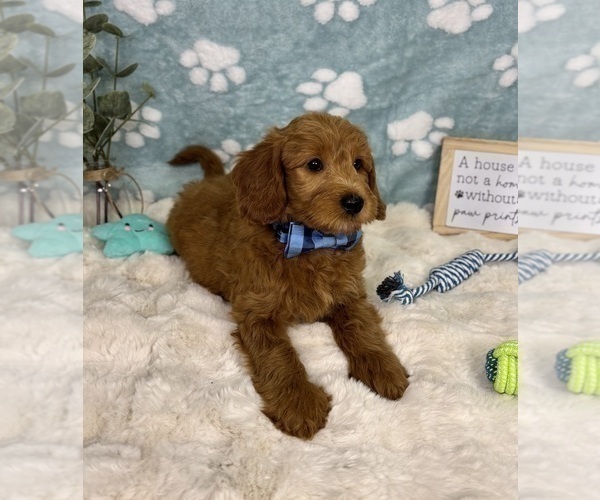 Medium Photo #5 Goldendoodle mix (+ Poodle Miniature) Puppy For Sale in NOBLESVILLE, IN, USA
