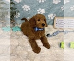 Small #4 Goldendoodle mix (+ Poodle Miniature)