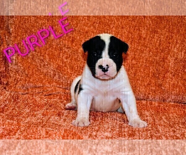 Medium Photo #4 Presa Canario Puppy For Sale in PHILADELPHIA, PA, USA