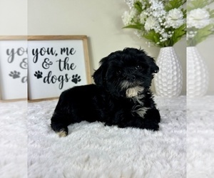 ShihPoo Puppy for Sale in GREENFIELD, Indiana USA
