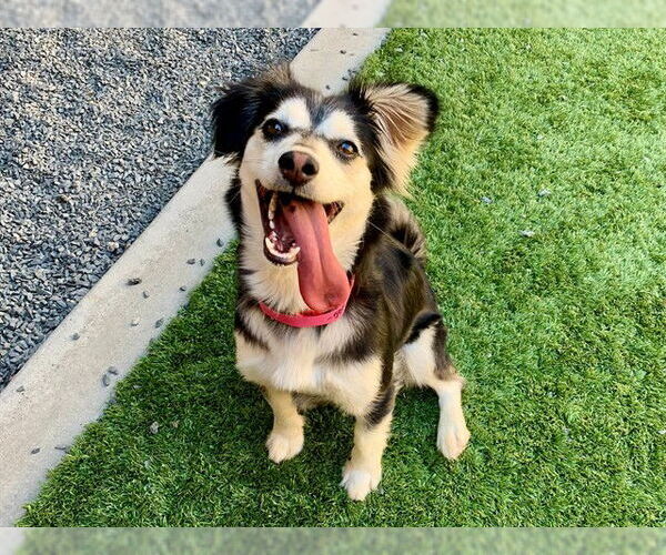 Medium Photo #1 Alaskan Klee Kai-Unknown Mix Puppy For Sale in Moreno Valley, CA, USA