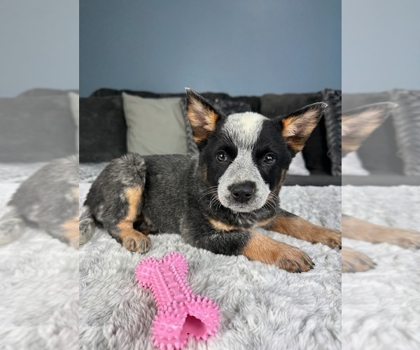 Medium Photo #2 Australian Cattle Dog Puppy For Sale in GREENFIELD, IN, USA