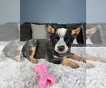Small Photo #2 Australian Cattle Dog Puppy For Sale in GREENFIELD, IN, USA