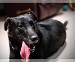 Small Labrador Retriever Mix