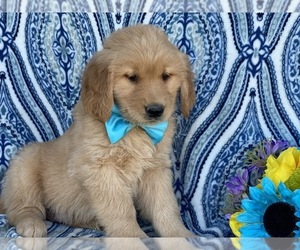 Golden Retriever Puppy for sale in LANCASTER, PA, USA