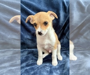 Chihuahua Puppy for Sale in FAIR HAVEN, Michigan USA