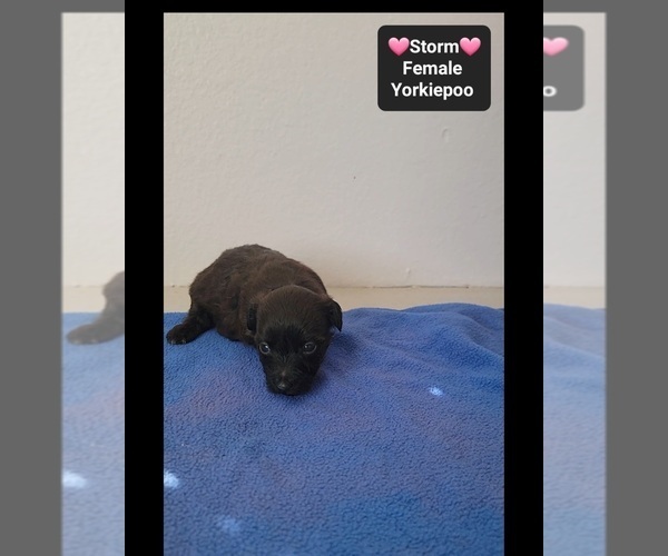 Medium Photo #3 Yorkipoo Puppy For Sale in TUCSON, AZ, USA
