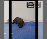 Storm - Female Yorkipoo Puppy for Sale - Photo #3