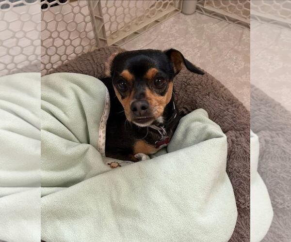 Medium Photo #3 Miniature Pinscher-Unknown Mix Puppy For Sale in New Oxford , PA, USA