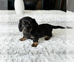 Small Photo #3 Dachshund Puppy For Sale in GREENFIELD, IN, USA