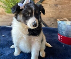 Border Collie-Pembroke Sheltie Mix Puppy for sale in HONEY BROOK, PA, USA