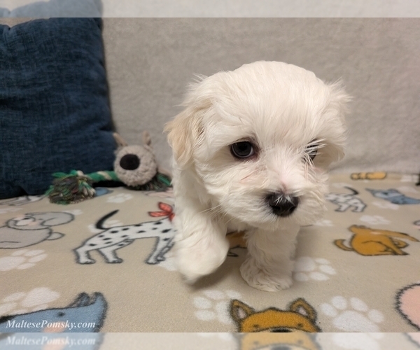 Medium Photo #10 Maltese Puppy For Sale in OCALA, FL, USA