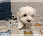 Small Photo #10 Maltese Puppy For Sale in OCALA, FL, USA