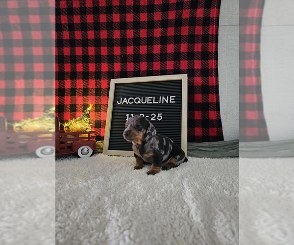 Medium Photo #10 Dachshund Puppy For Sale in NAPPANEE, IN, USA