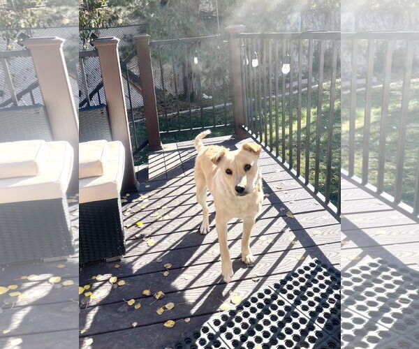 Medium Photo #13 Collie-Unknown Mix Puppy For Sale in Sandy, UT, USA