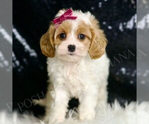 Medium Cavapoo