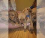 Small Photo #12 Golden Retriever Puppy For Sale in HARRIMAN, TN, USA