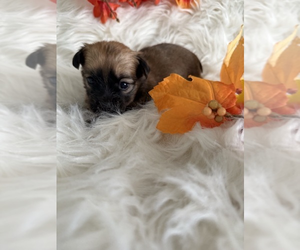 Medium Photo #1 Yorkshire Terrier Puppy For Sale in WILLISTON, SC, USA