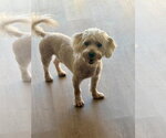 Small Photo #4 Maltipoo (Miniature) Puppy For Sale in Corona, CA, USA