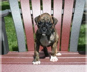 Boxer Puppy for sale in FREDERICKSBURG, OH, USA