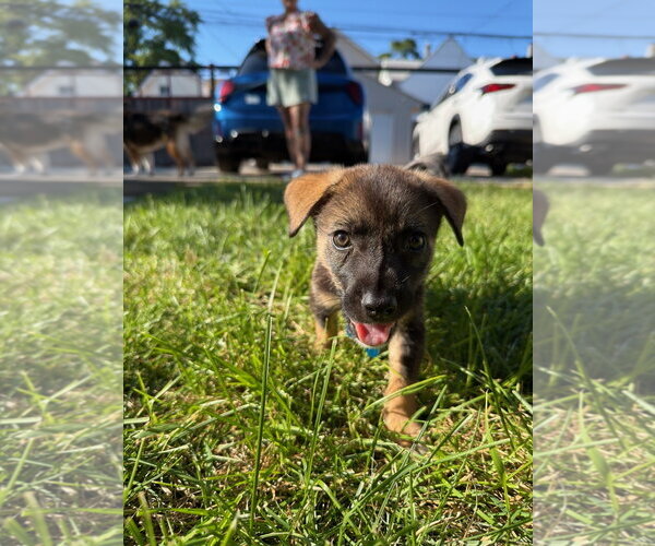 Medium Photo #3 Australian Shepherd-Unknown Mix Puppy For Sale in Plainfield, IL, USA