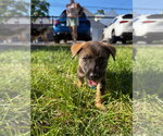 Small #2 Australian Shepherd Mix