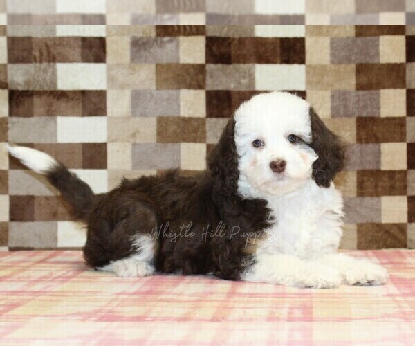 Medium Photo #2 Bernedoodle (Miniature) Puppy For Sale in DENVER, PA, USA