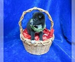Small Photo #7 Pom-Shi Puppy For Sale in HARTVILLE, MO, USA
