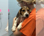 Small #1 Beagle-German Shepherd Dog Mix